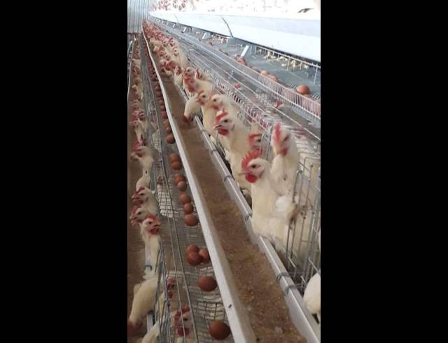 FARM FOR SALE IN WONDERBOOM